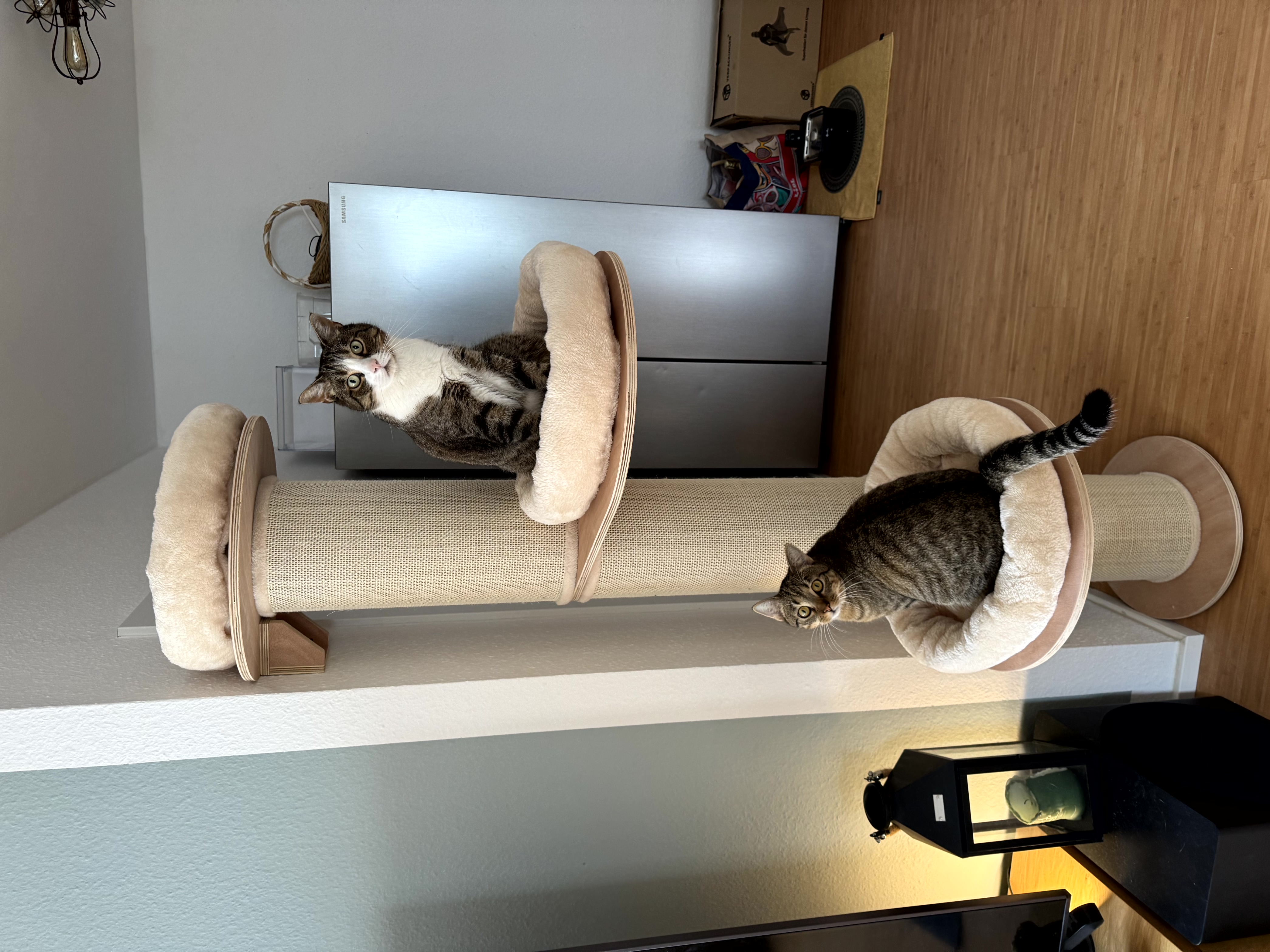 Unsere Katzen